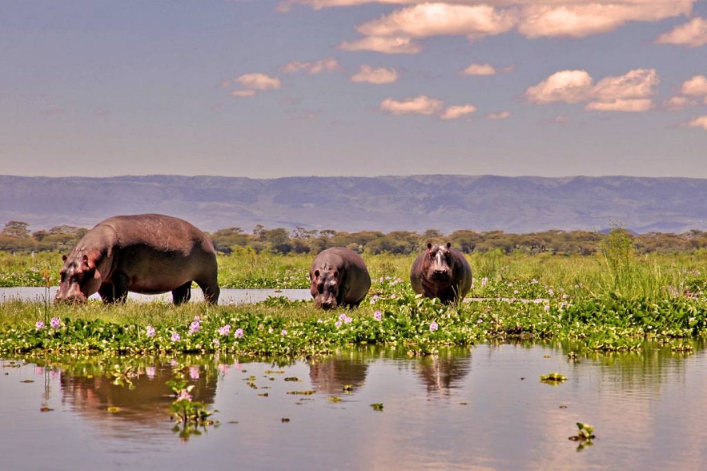witness hippopotamuses, crocodiles, and water-based birds on the lake